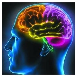 大脑记忆软件 (高考,中考，注册会计师，公务员，研究生考试必备) 
当你使用它3个月后，它可以让你的记忆力提升100倍到400倍，让你花费更少的高考,公务员，究研生考试复习时间，同时提高考上985/