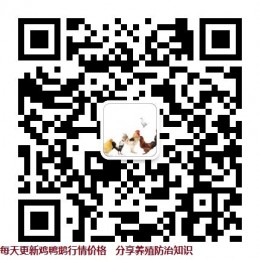 肉鸡肉鸭鹅鸡蛋等行情报价，每天免费更新行情及最新养殖技术，关注微信公众号，每天*享好文章扫一扫二维码添加关注