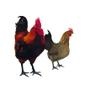 本公众平台主要交流家禽科学养殖、营养保健,提供优质的家禽.

最近文章：三黄鸡的养殖技术