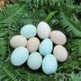 绿壳鸡蛋

最近文章：你的第一次给了谁?